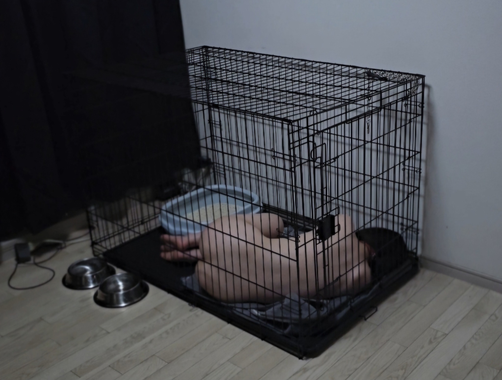 ケージの中で命令を待つ飼育個体